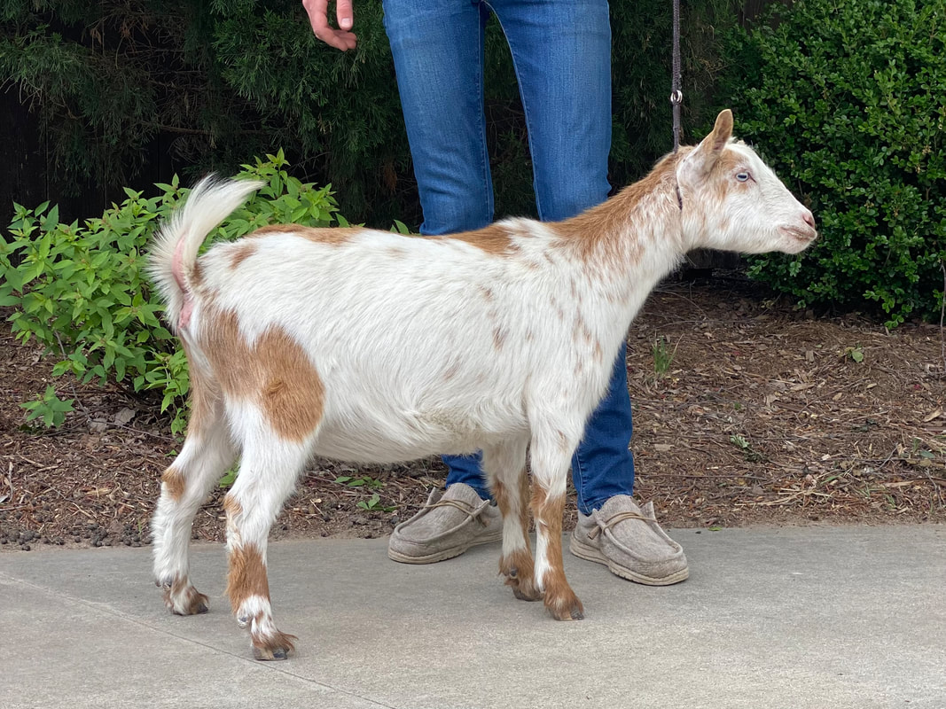 Lilly, one of our Nigerian dwarf goats for sale